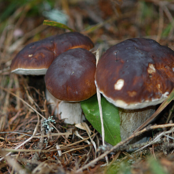 Funghi porcini dei boschi trentini